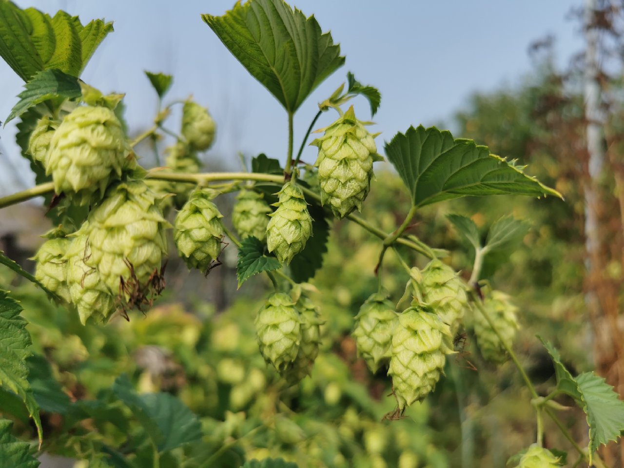 Beautiful hops, ripe and ready for the picking.